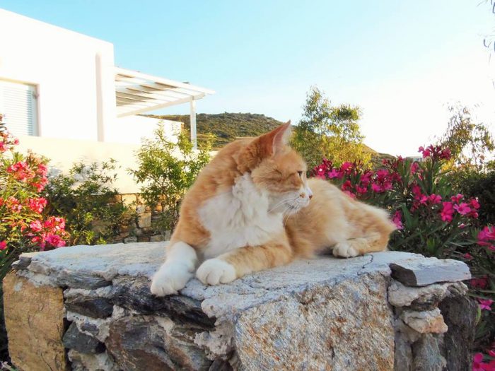 A cat is shown at the God’s Little People Cat Rescue house in Syros, Greece.