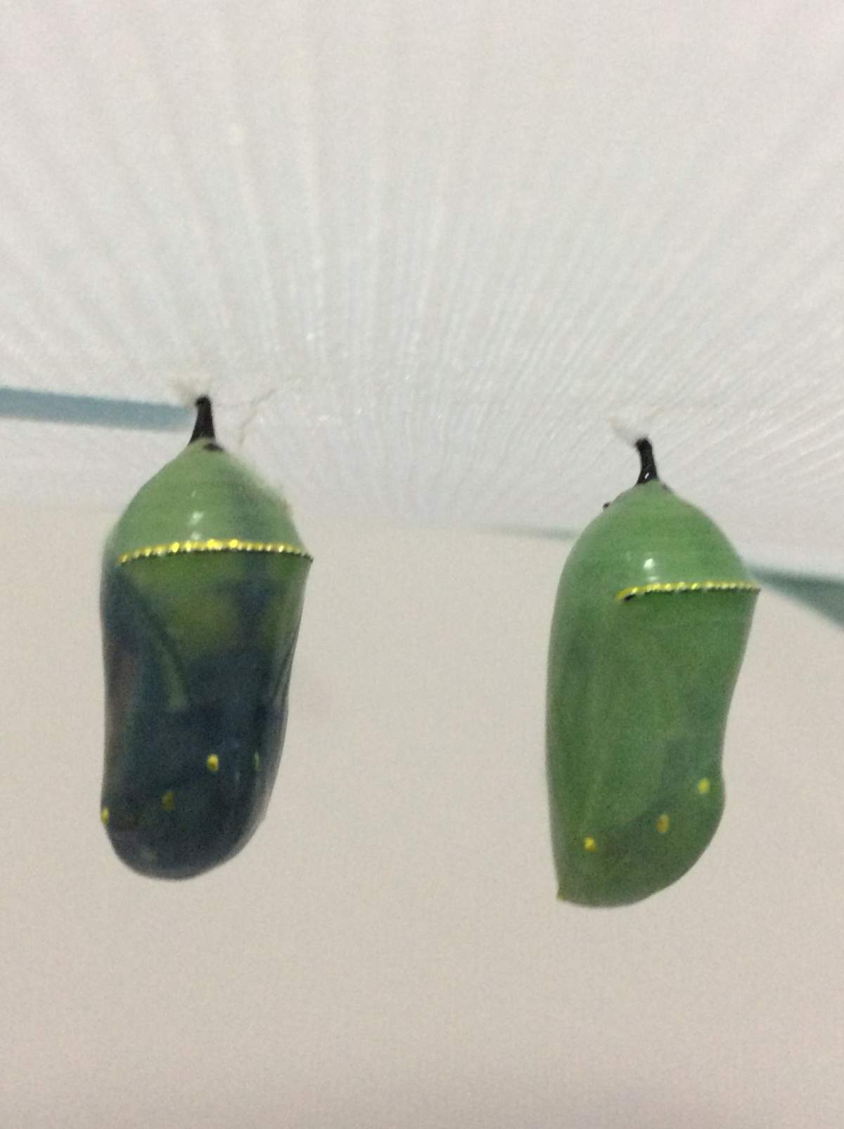 Caterpillars in chrysalis’ turning more transparent, before the butterfly is ready to emerge.