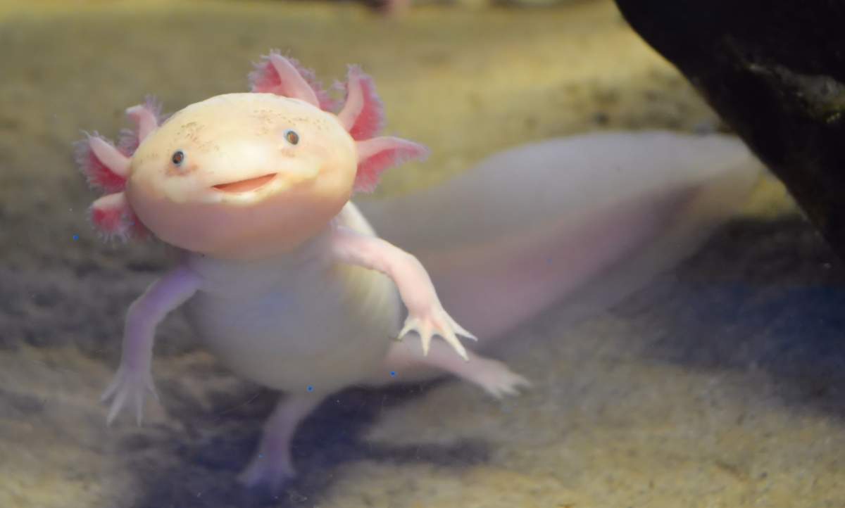 The rare, endangered Axolotl.