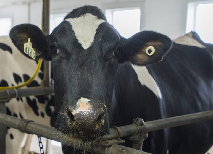 A Holstein dairy cow is shown on a farm south of Montreal, Tuesday, April 25, 2017.