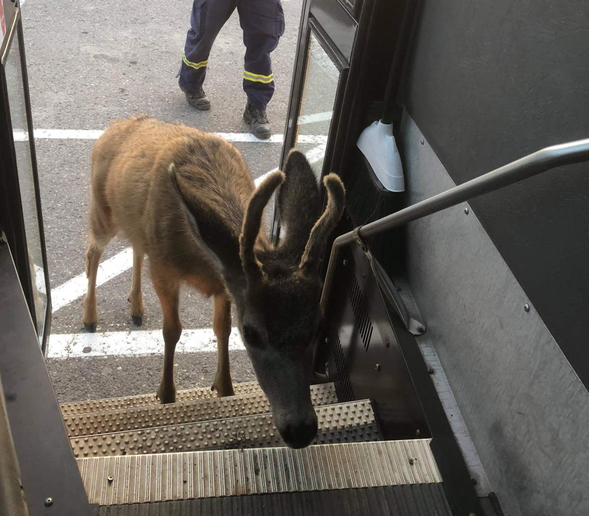 The deer stepping onto the bus. (Jan Giesbrecht)