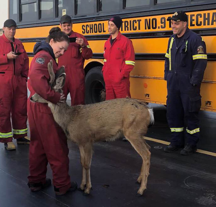 This photo of a deer hugging a firefighter has been shared thousands of times.