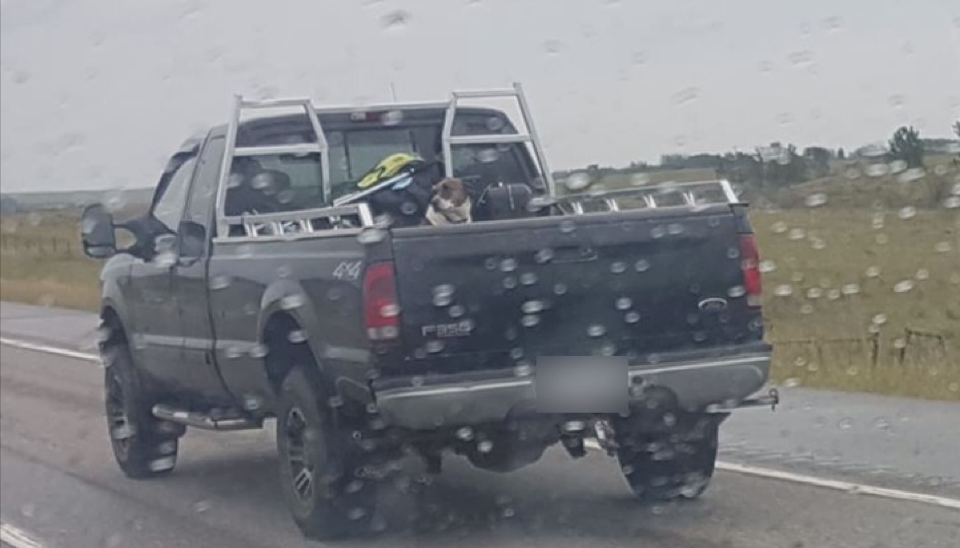 Dog in shop pickup truck