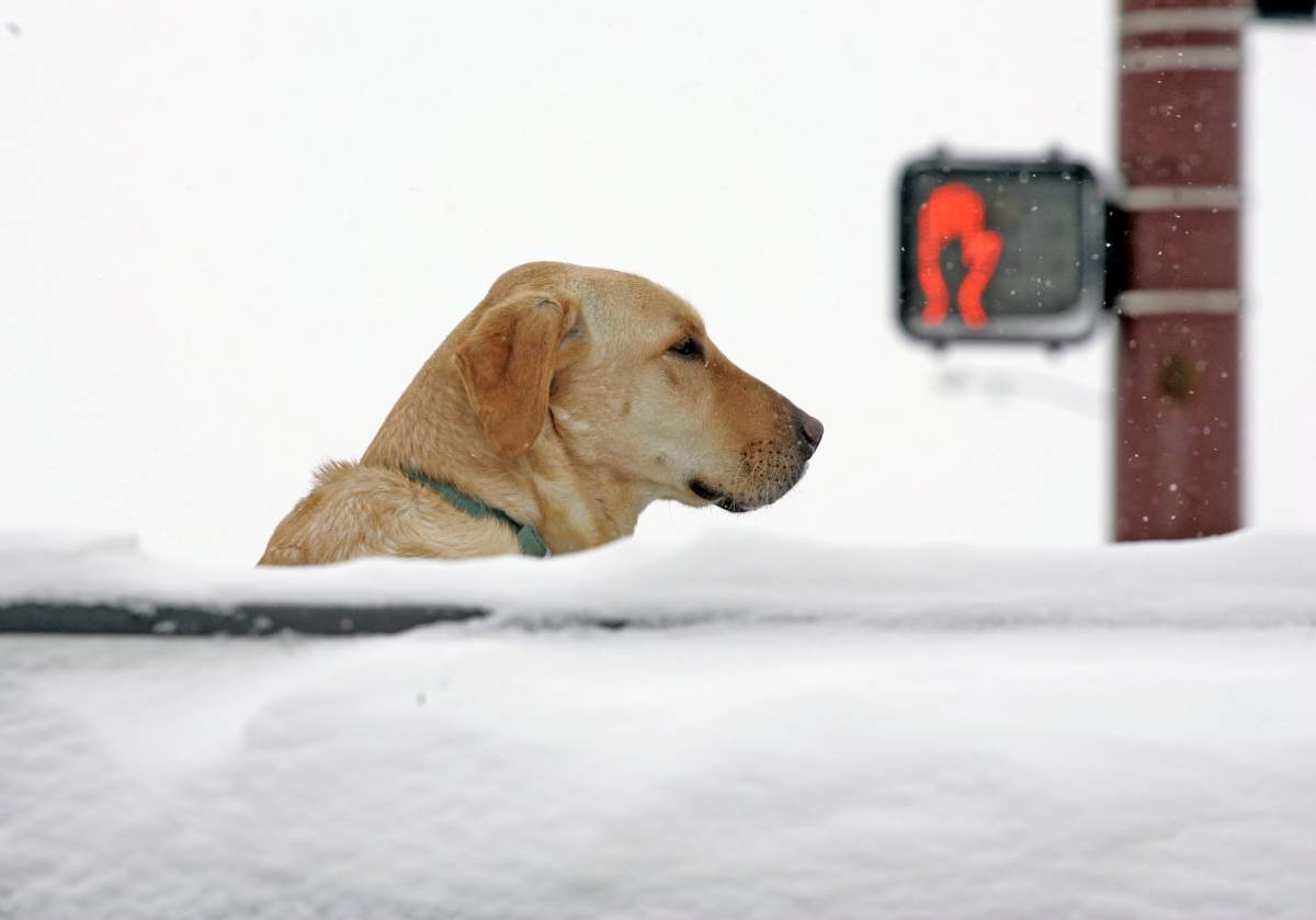 A dog peaks over the bed of a pickup truck in ice-cold conditions.