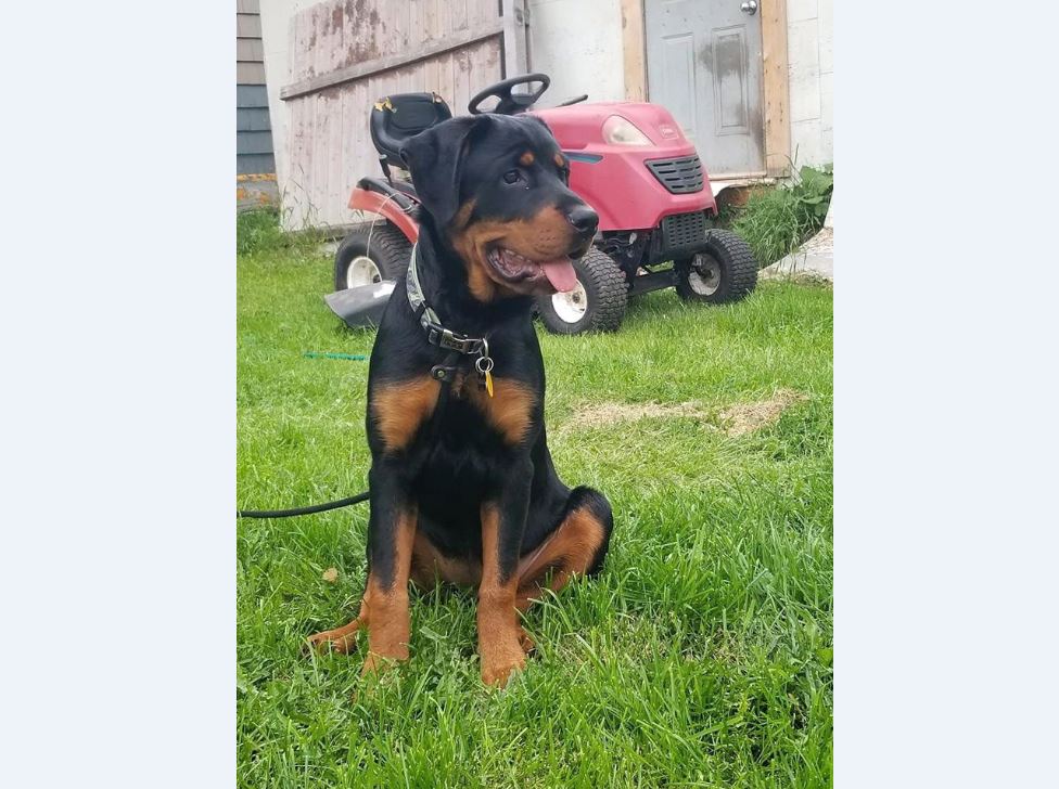 Molly, a six-month-old Rottweiler, is shown in a handout photo. A P.E.I. dog park is facing criticism for their policy banning specific types of dogs, and an expert says while it's within the park owner's rights, forbidding individual breeds isn't the answer to preventing dog bites. 