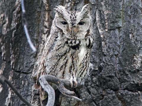 Eastern screech owl.