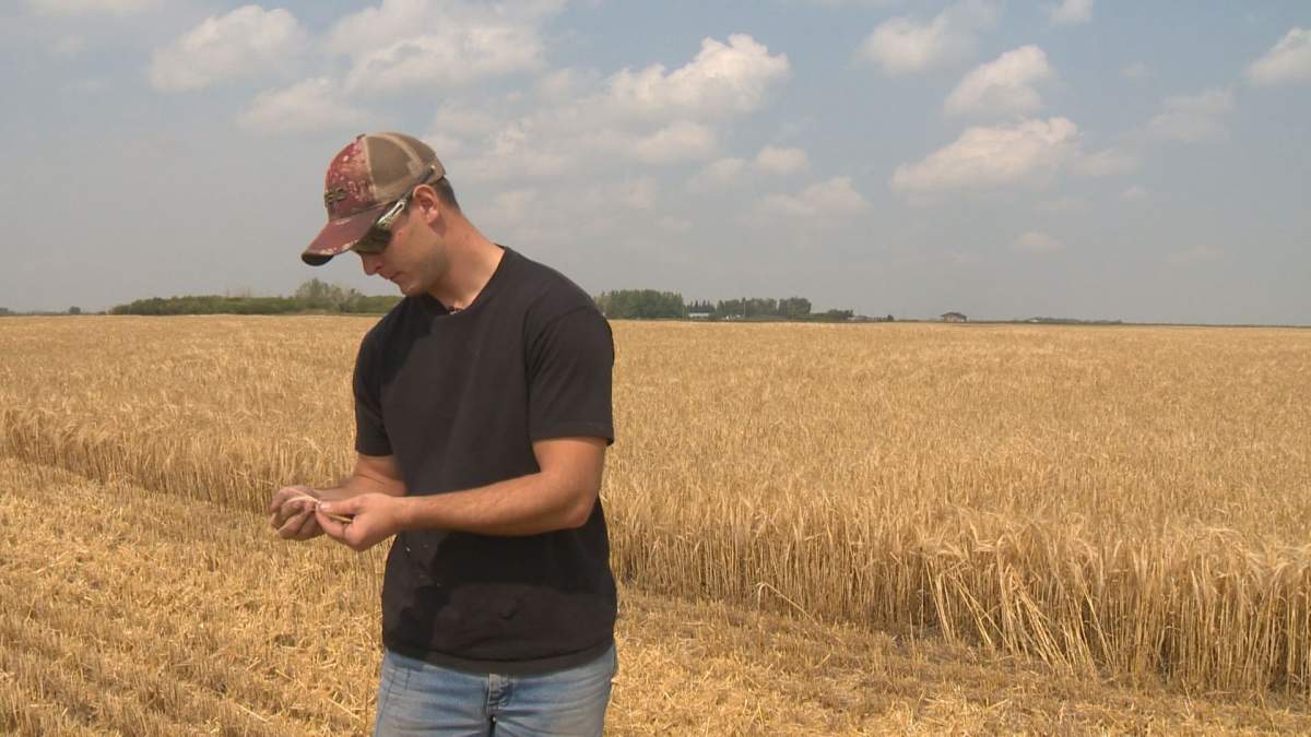 Alberta farmer Andrew McElroy said the exceptionally dry temperature has taken its toll on his crops.
