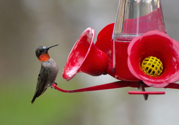 Friday’s Your SK was taken by Scot Johnson at Christopher Lake.