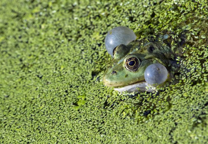 A file photo of a frog sitting in a pond.
