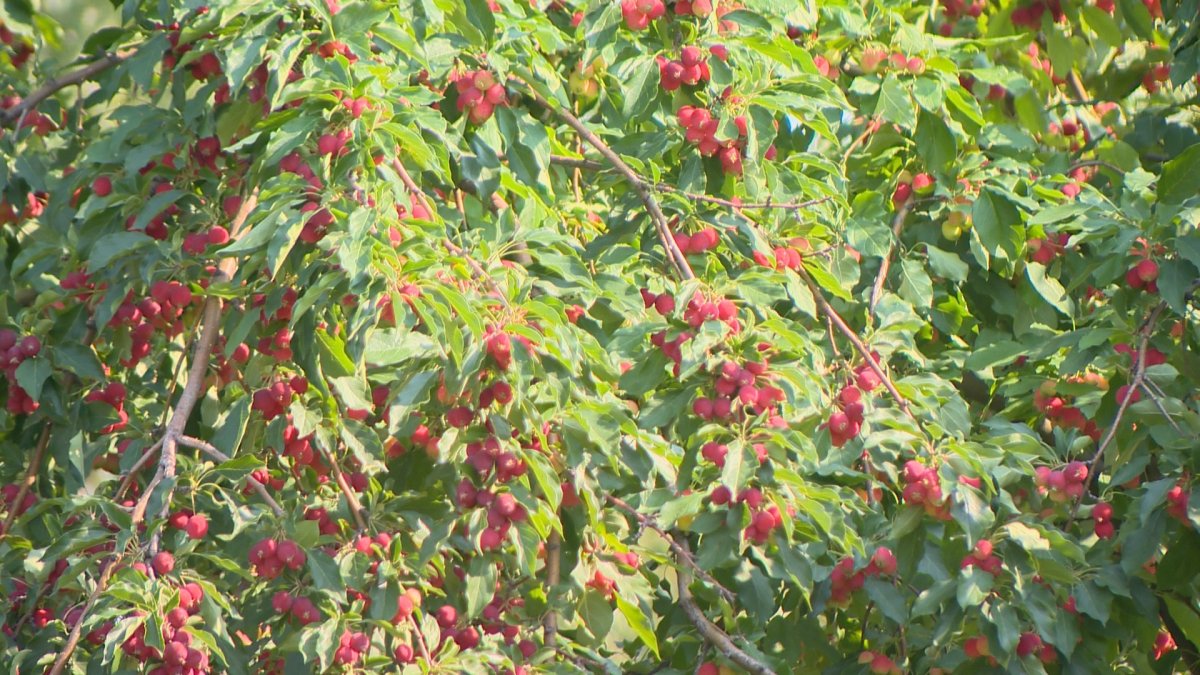 The city bears thousands of fruit trees on both private property and public lands.