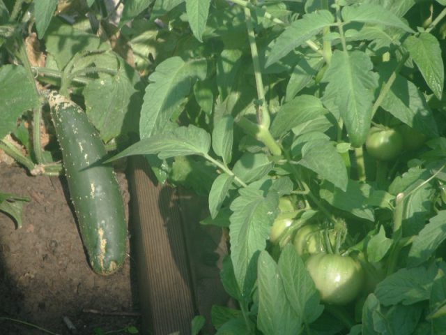 Hamilton's Neighbour2Neighbour is putting out a special appeal to backyard gardeners as the food bank faces a traditional summer slowdown in donations.