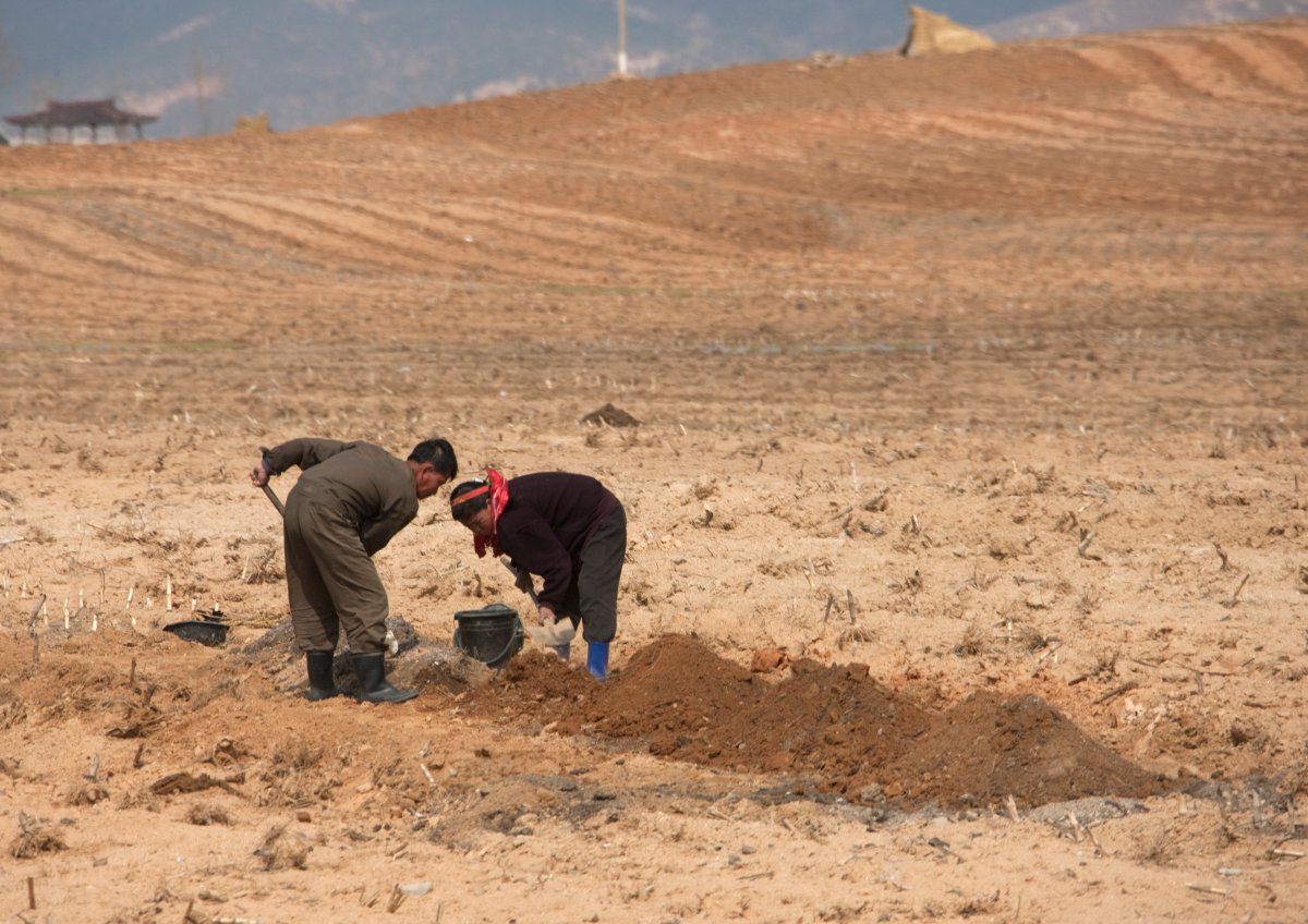 FILE -- North Korean farmers working in a field, Pyongan Province, Pyongyang, North Korea.