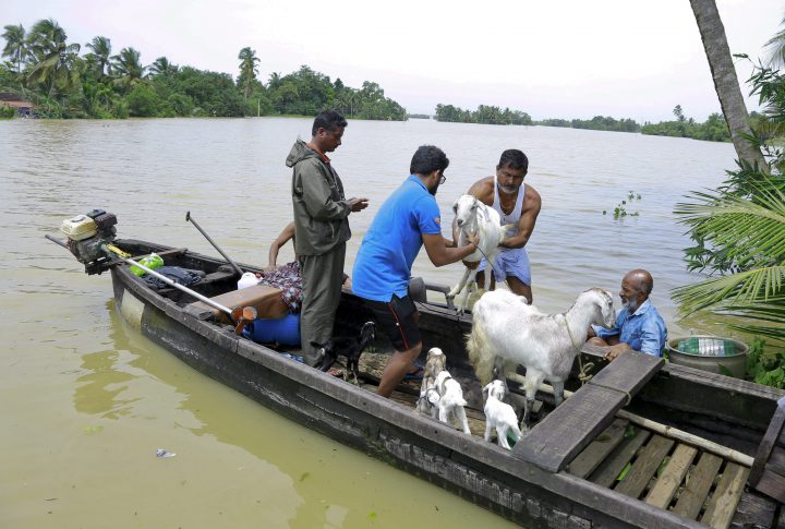 People rescue their goats in a country boat at Kuttanad in Alappuzha in the southern state of Kerala, India, Monday, Aug. 20, 2018.