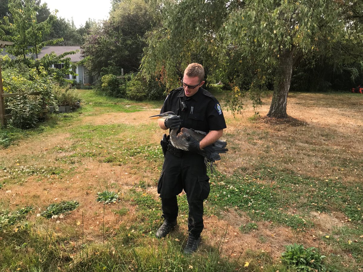 A conservation officer holds an injured heron in Vancouver on Wednesday. An examination has determined the bird had most likely been shot.
