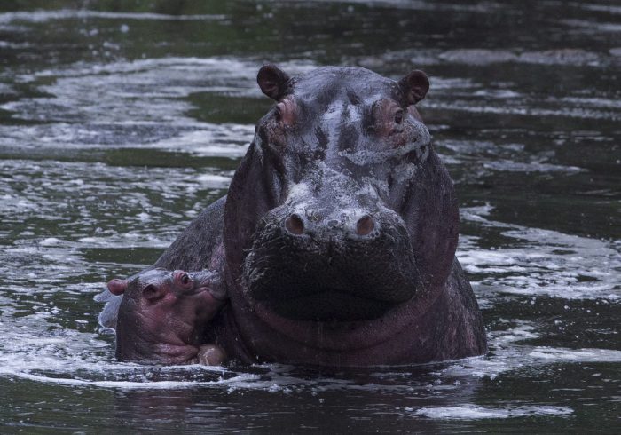 In this file photo, a hippo is shown with its child in Kenya's Maasai Mara Game Reserve, Wednesday, Dec. 4, 2013.