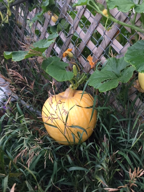 A photo of the Matthes’ prize pumpkin on Saturday.