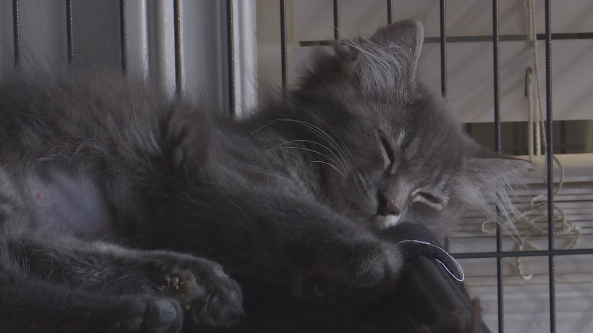 The SPCA says they have a lot of kittens and need help to feed them.