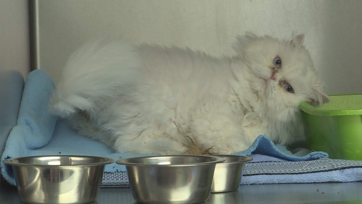 Adult cats qualify for a special adoption fee of $100 this weekend at the Nova Scotia SPCA.