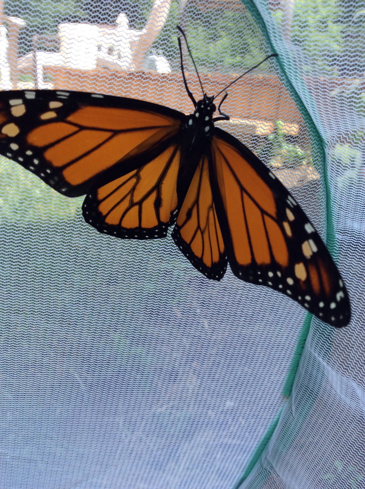 Fotherby has released a total of 184 monarch butterflies back into the wild.