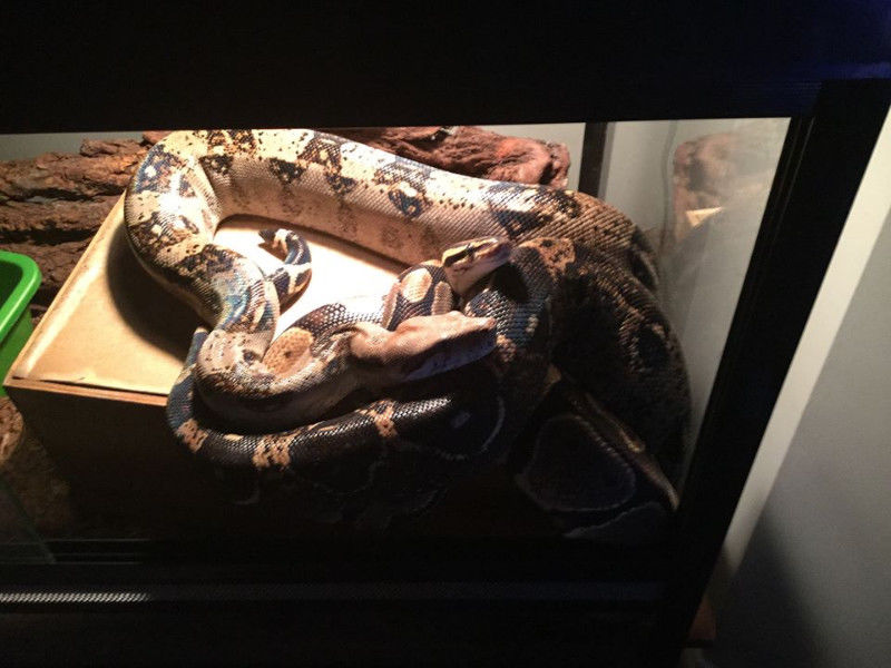 murphy-boa-constrictor.jpg?