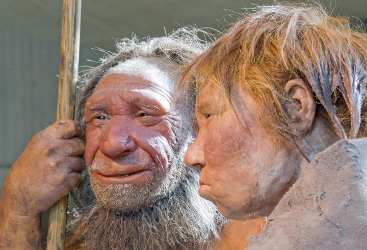 This Friday, March 20, 2009 file photo shows reconstructions of a Neanderthal man named "N", left, and woman called "Wilma", right, at the Neanderthal museum in Mettmann, Germany. 