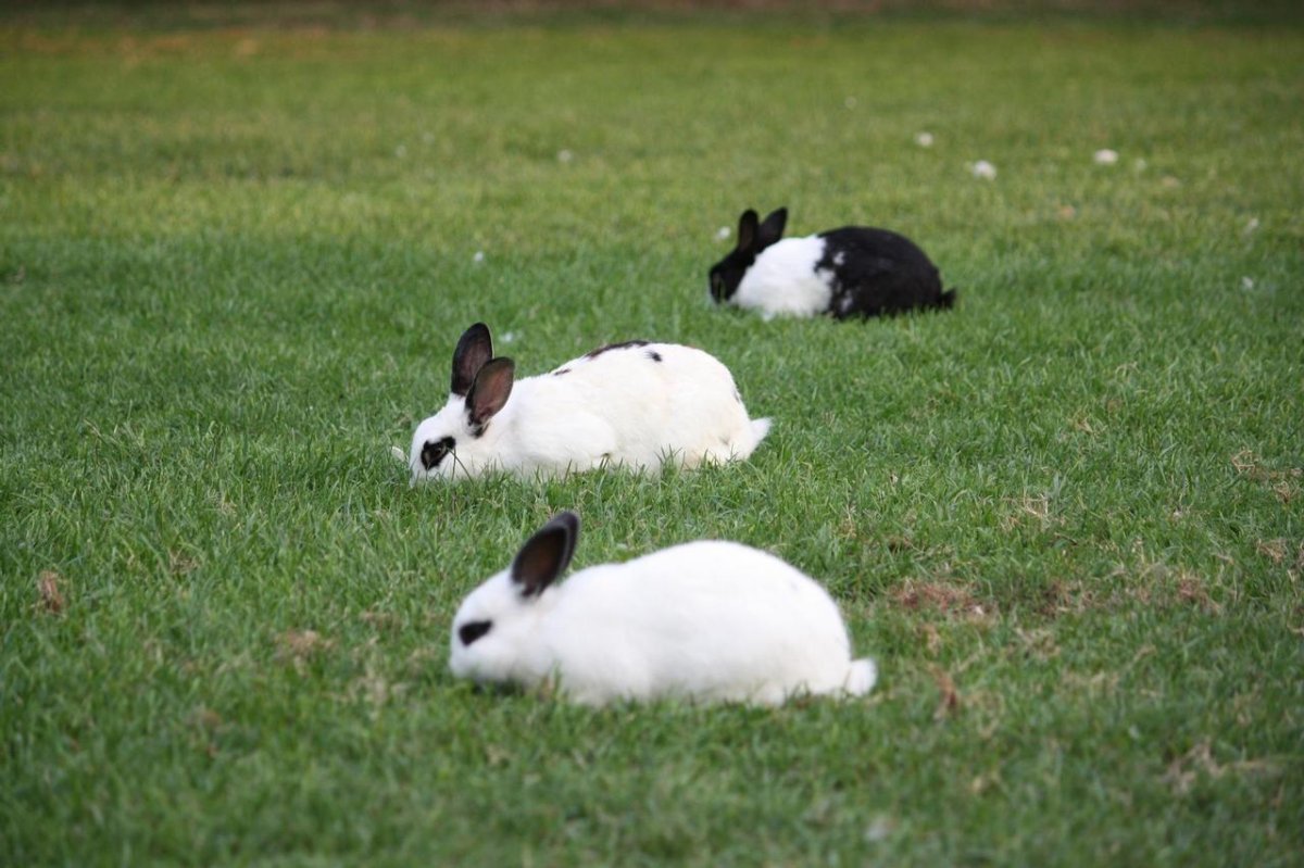Airdrie jumping on feral rabbit problem - image