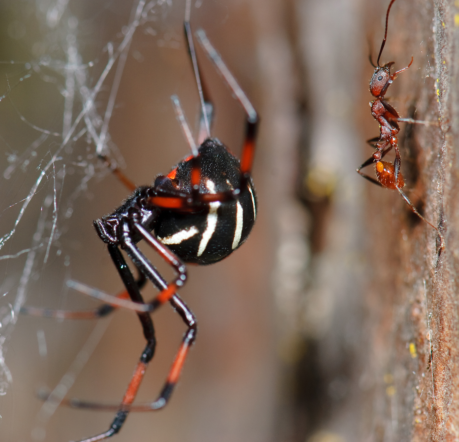 The northern black widow spider has moved into Quebec — but don’t panic ...