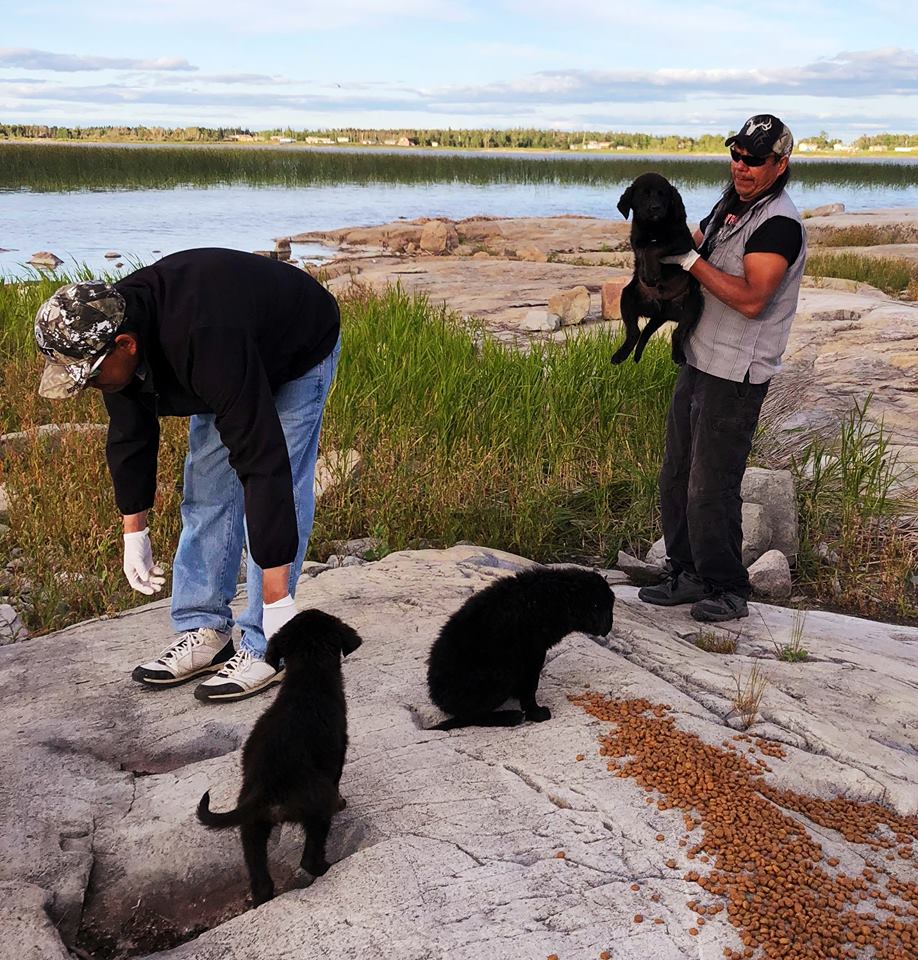 Two fisherman found the puppies stranded on a rocky island earlier this week.