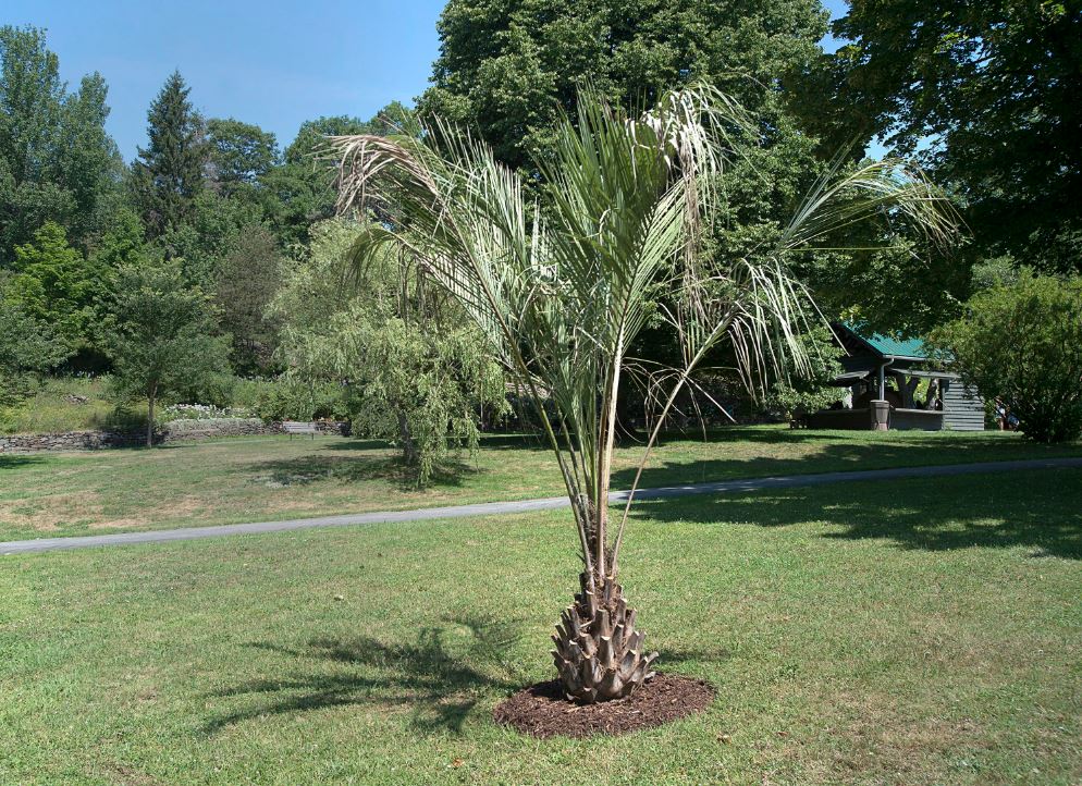 A palm tree is seen in a park in Dartmouth, N.S. on Wednesday, Aug. 1, 2018. Halifax Regional Municipality planted the trees which are known to be hardy and to thrive in colder climes. 