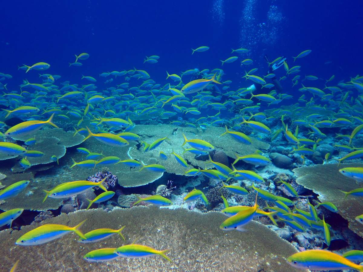 Yellow and blue fusiliers shoal over a reef in the Chagos Archipelago.