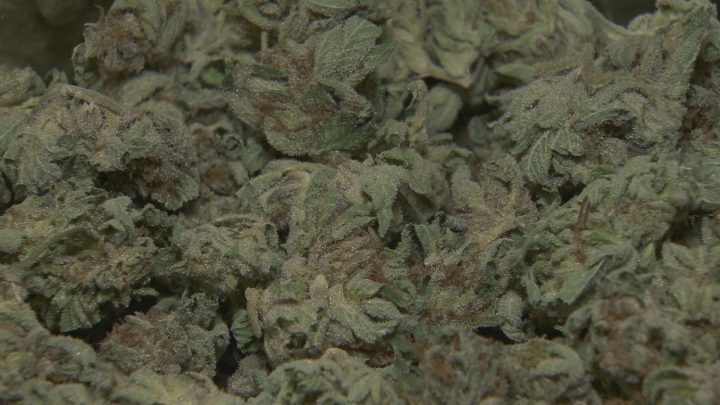 Saskatchewan’s marijuana hiring spree: can you get a job with a criminal record? - image