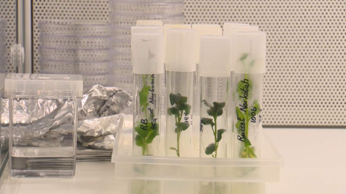 The University of Lethbridge is opening its potato research lab doors to partners and local producers.