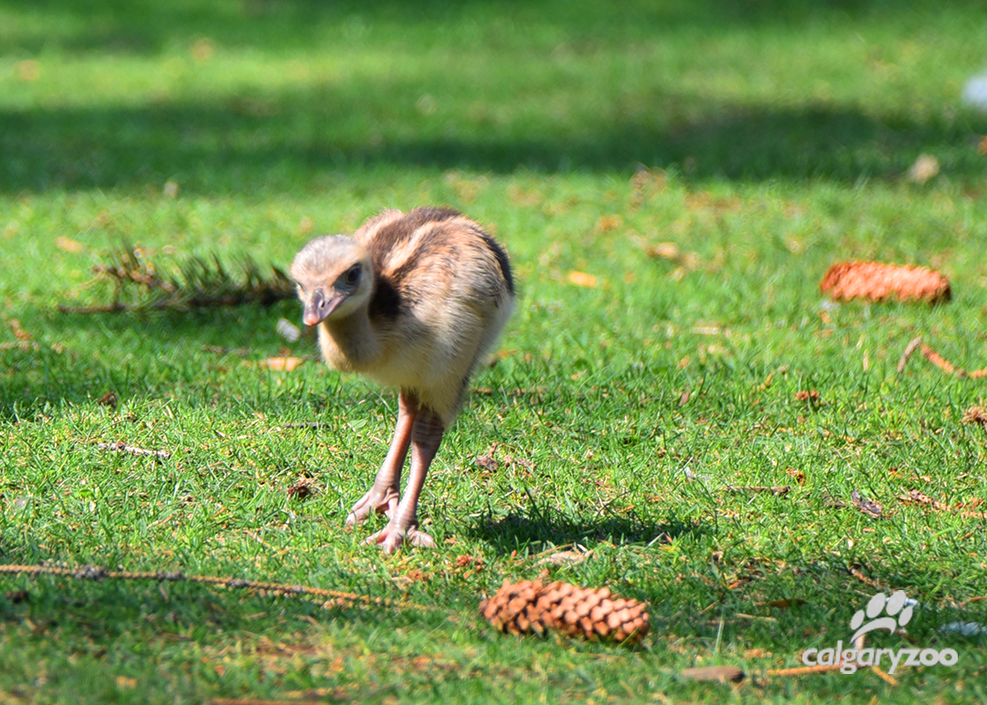 A greater rhea chick at Calgary Zoo.