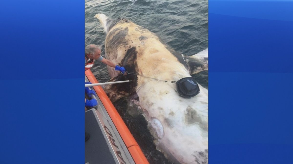 A photo of the North Atlantic Right Whale carcass spotted off the coast of Martha's Vineyard on Aug. 26, 2018.
