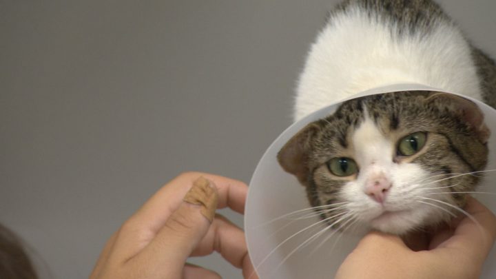 Across Saskatchewan, the goal for the Saskatoon SPCA's Empty Our Shelters event was to find homes for 500 animals.