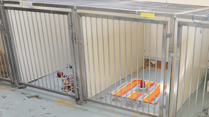 Dog cages are shown in this file photo.