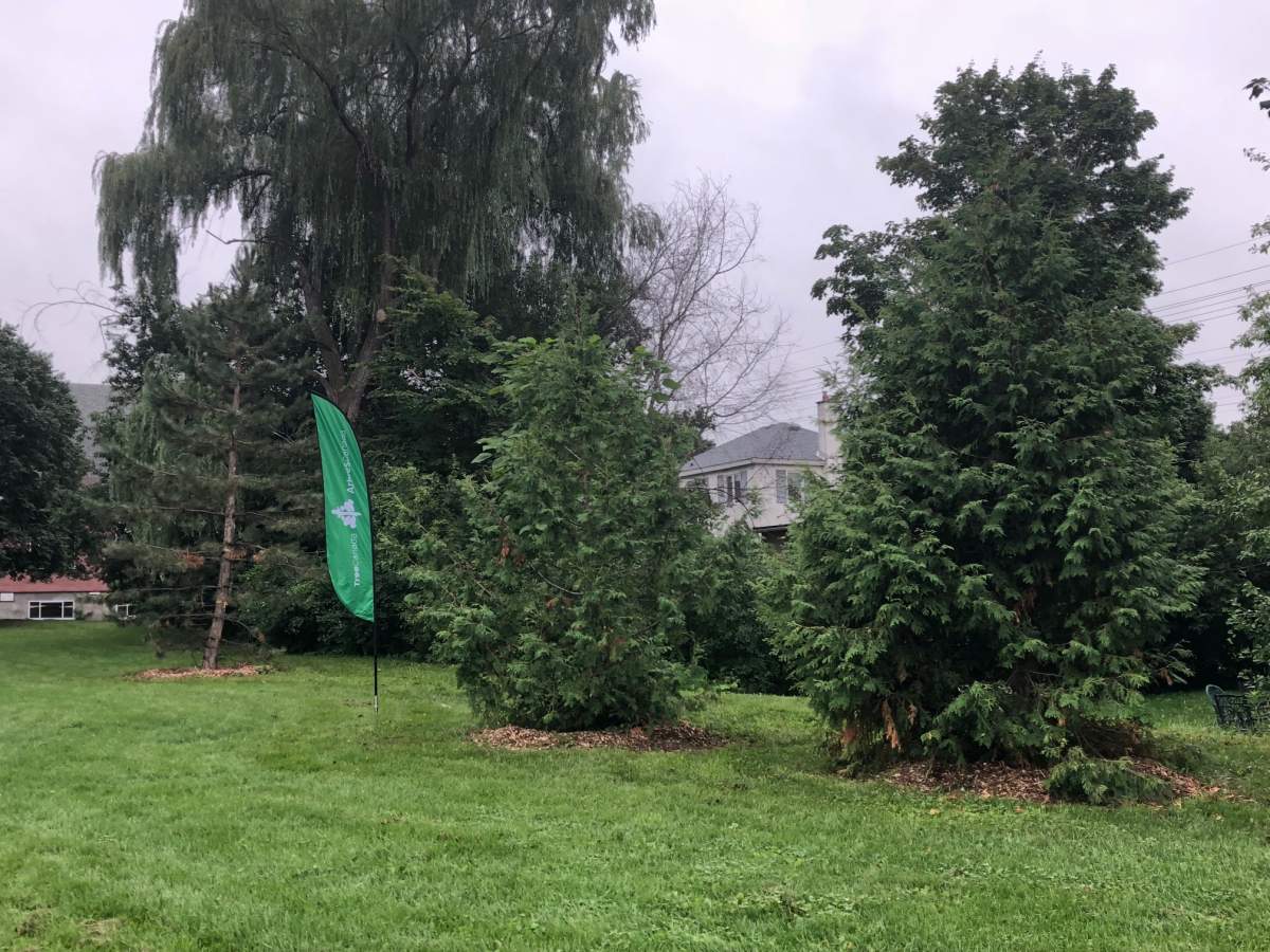 The 50 saved trees were considered “mature” and included a variety of species such as pine, pear, birch, maple and oak trees, as well as a large lilac and a cedar.