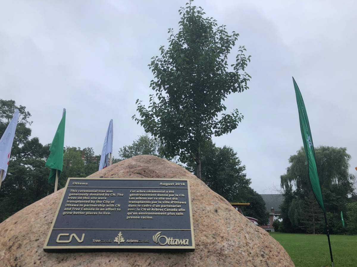 Eight of 50 trees the City of Ottawa saved from being clear-cut for Stage 2 LRT construction were replanted in Woodroffe Park.