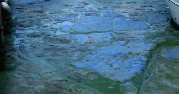 Blue-green algae spotted in Conestogo Lake reservoir: GRCA