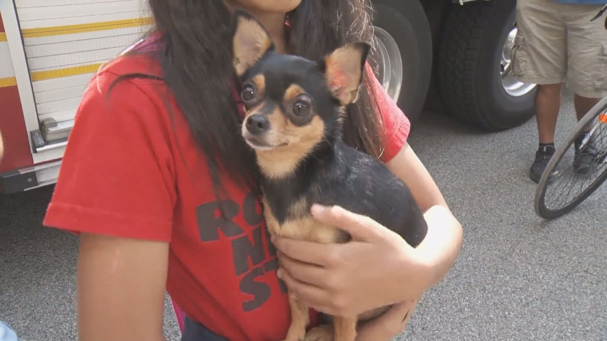 Peanut the Chihuahua had a close call on Friday, but was rescued by Burnaby firefighters. 