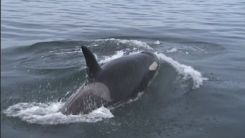 The emancipated orca known as J50 has now been given live salmon in an attempt to get her strength up.