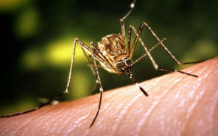 Peterborough Public Health says the West Nile virus has been confirmed in mosquito traps within the city's limits.