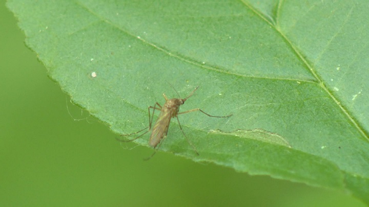 Winnipeg entomologist Taz Stuart says you should still wear bug repellent despite low mosquito count.