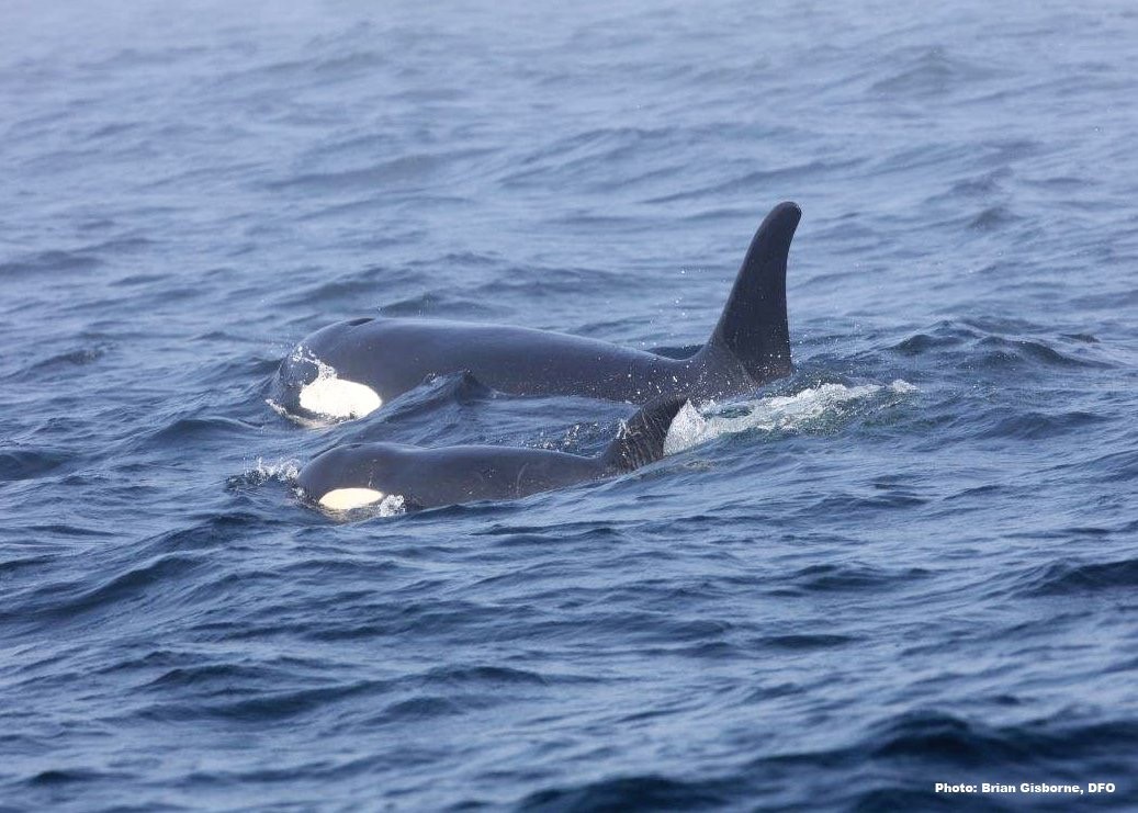 J50 spotted in U.S. waters on Wednesday, August 8. 