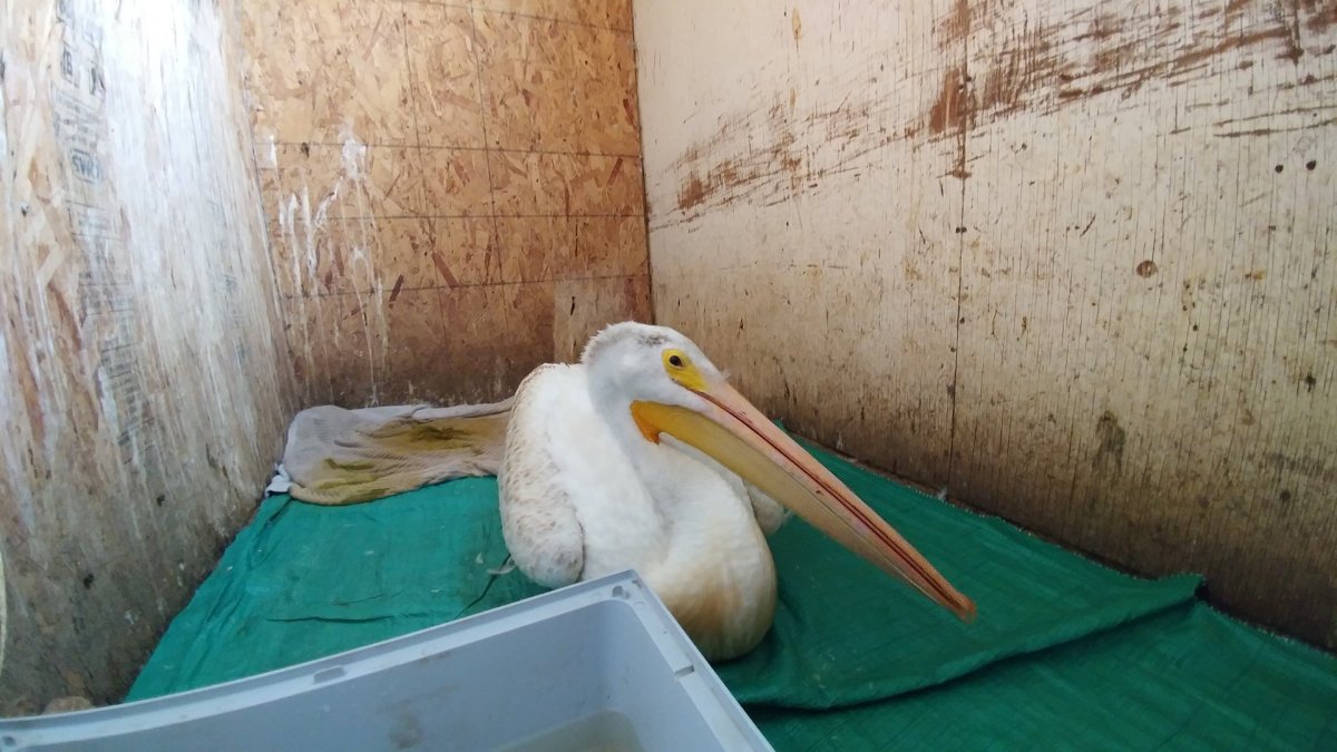 One of three pelicans that lived after being rescued by The Wildlife Rehabilitation Center. 