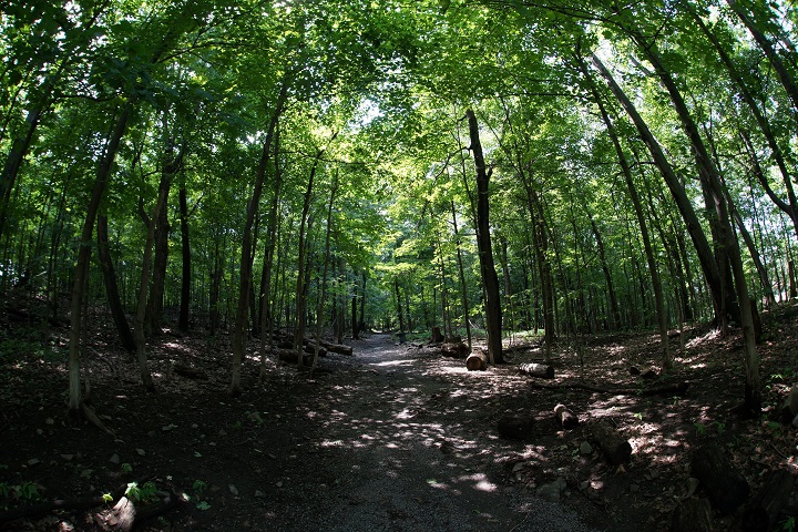 A new bylaw prohibits smoking in Westmount's public parks and green spaces.