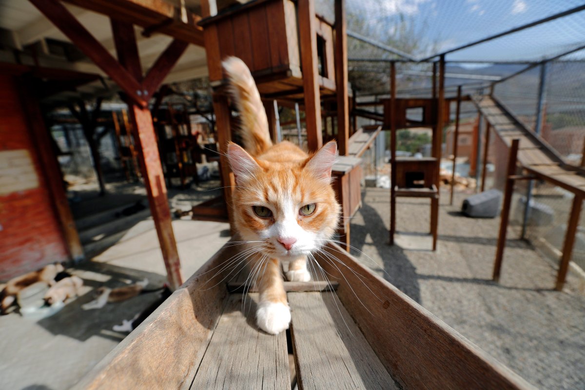 In this Aug. 29, 2013 photo, a cat walks on a, well, catwalk at Leo Grillo's DELTA (Dedication & Everlasting Love to Animals) Rescue complex in Acton, Calif.  