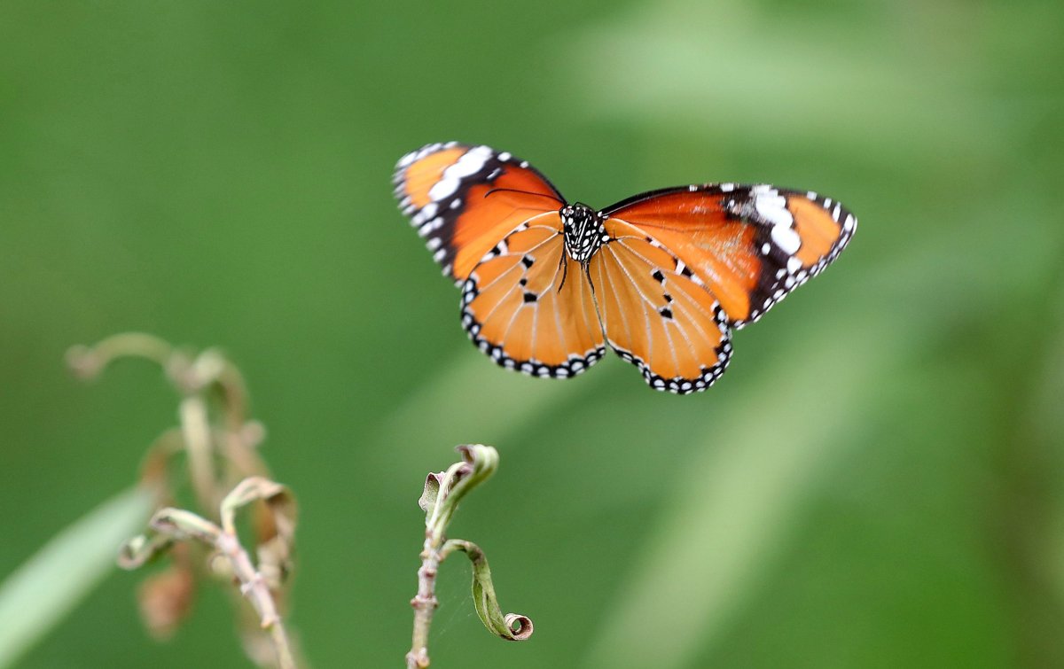 The bugs we need — bees, ladybugs, butterflies — appear to be dying off ...