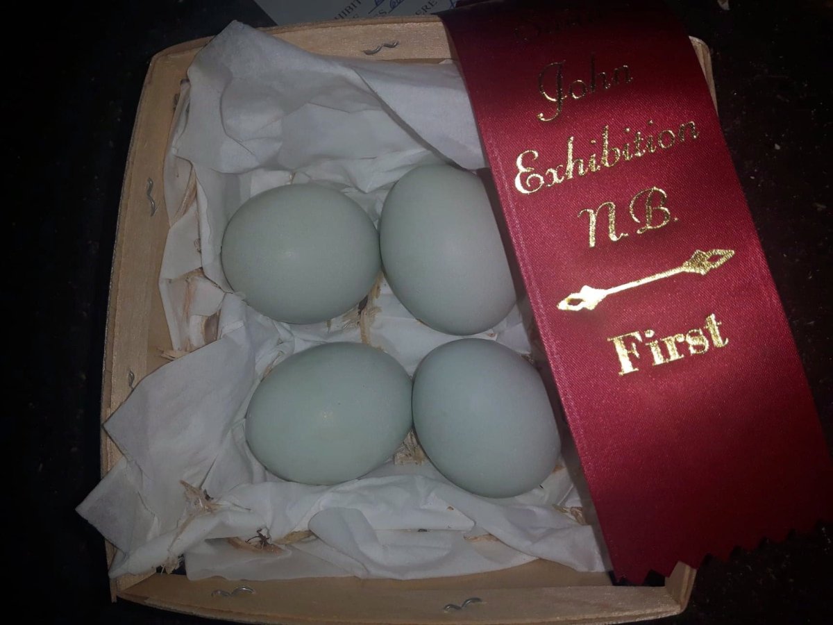 A box of Kyrie Ann Neves's prize-winning blue chicken eggs are shown in this undated handout photo. 