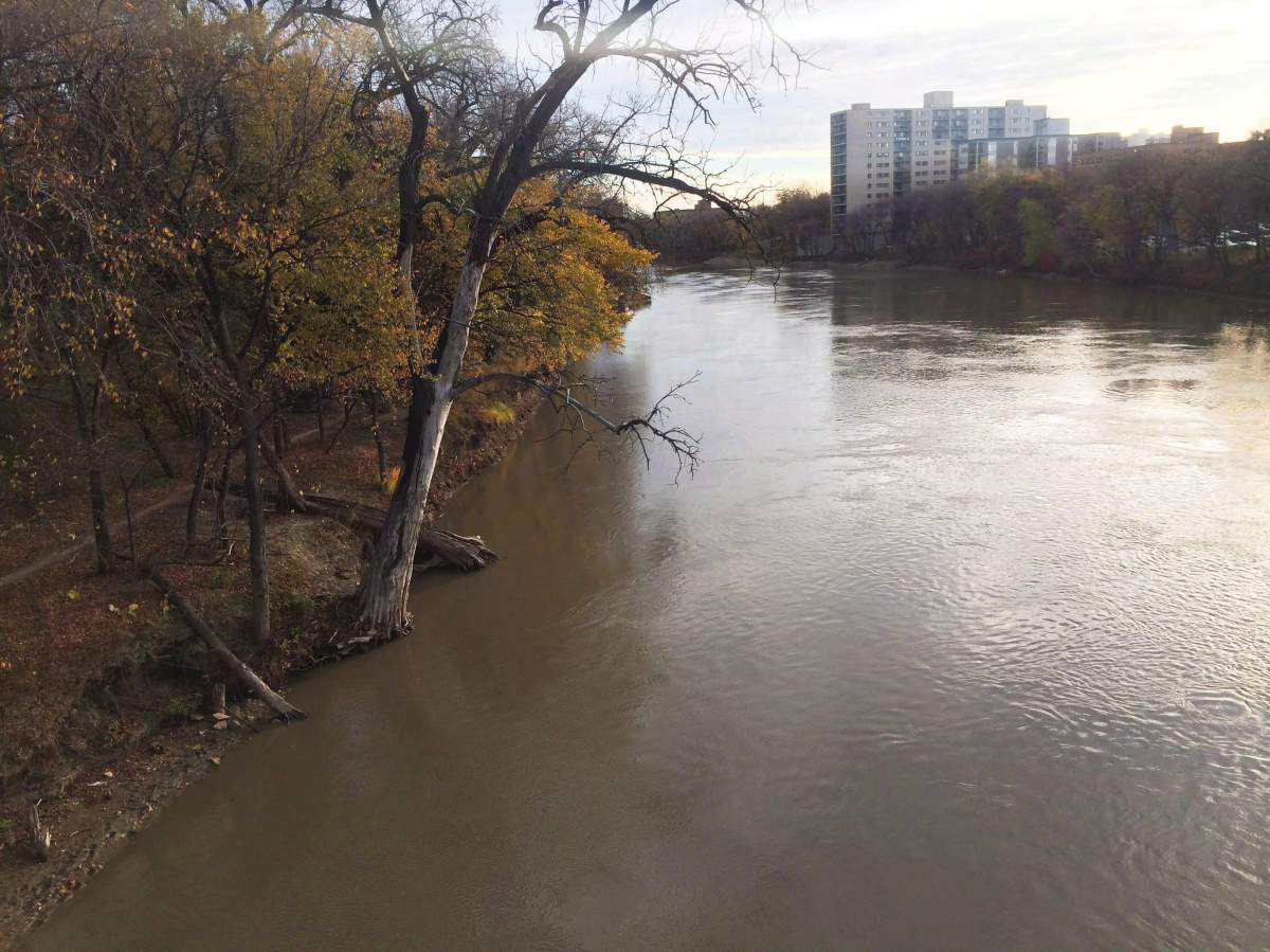 Trees lean over the Assiniboine River in Winnipeg on Oct. 14, 2016. Canoeist David Danyluk doesn't live far from Winnipeg's Assiniboine River but he tends to spend more time paddling further afield. That's because he doesn't want to risk gliding through the sewage that regularly makes its way into Winnipeg's river system.